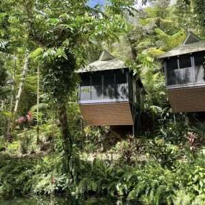 rainforest